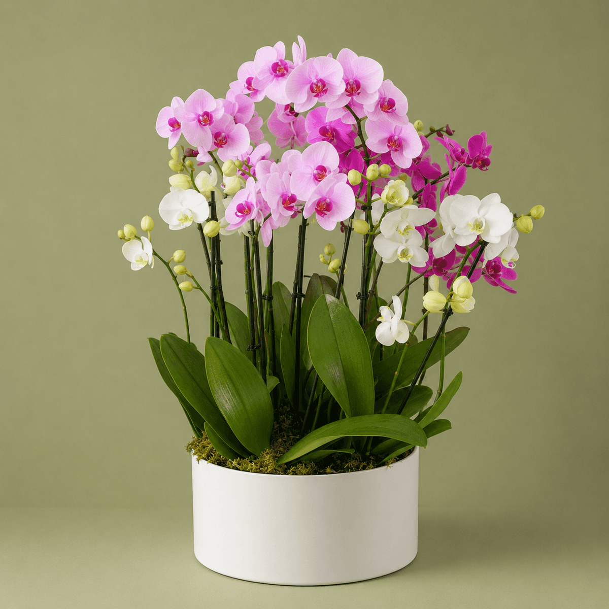 Orquídeas de Lujo